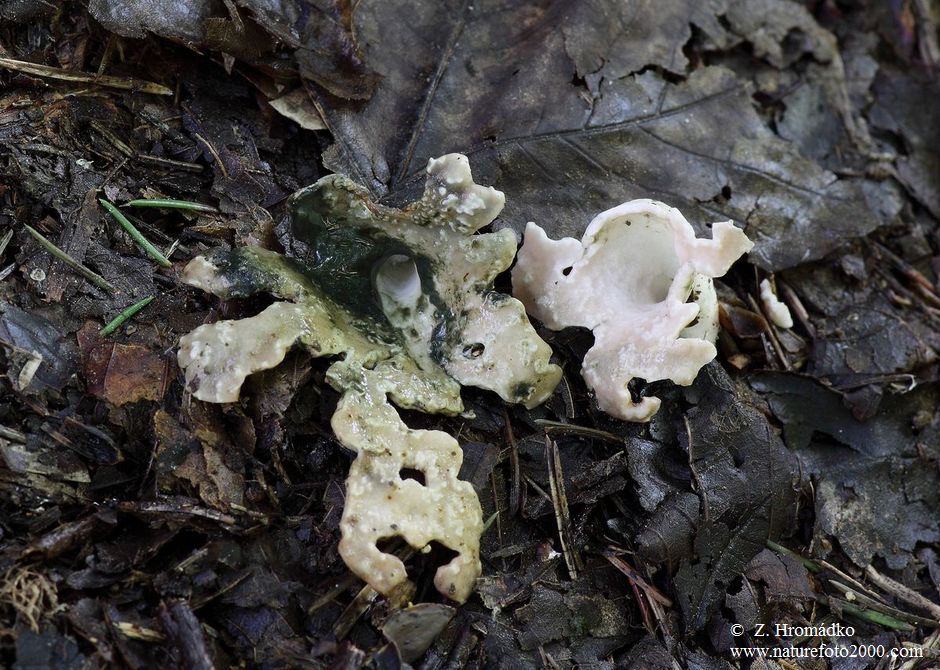 rozpuklec hruškovitý, Phallogaster saccatus, Morgan (Houby, Fungi)